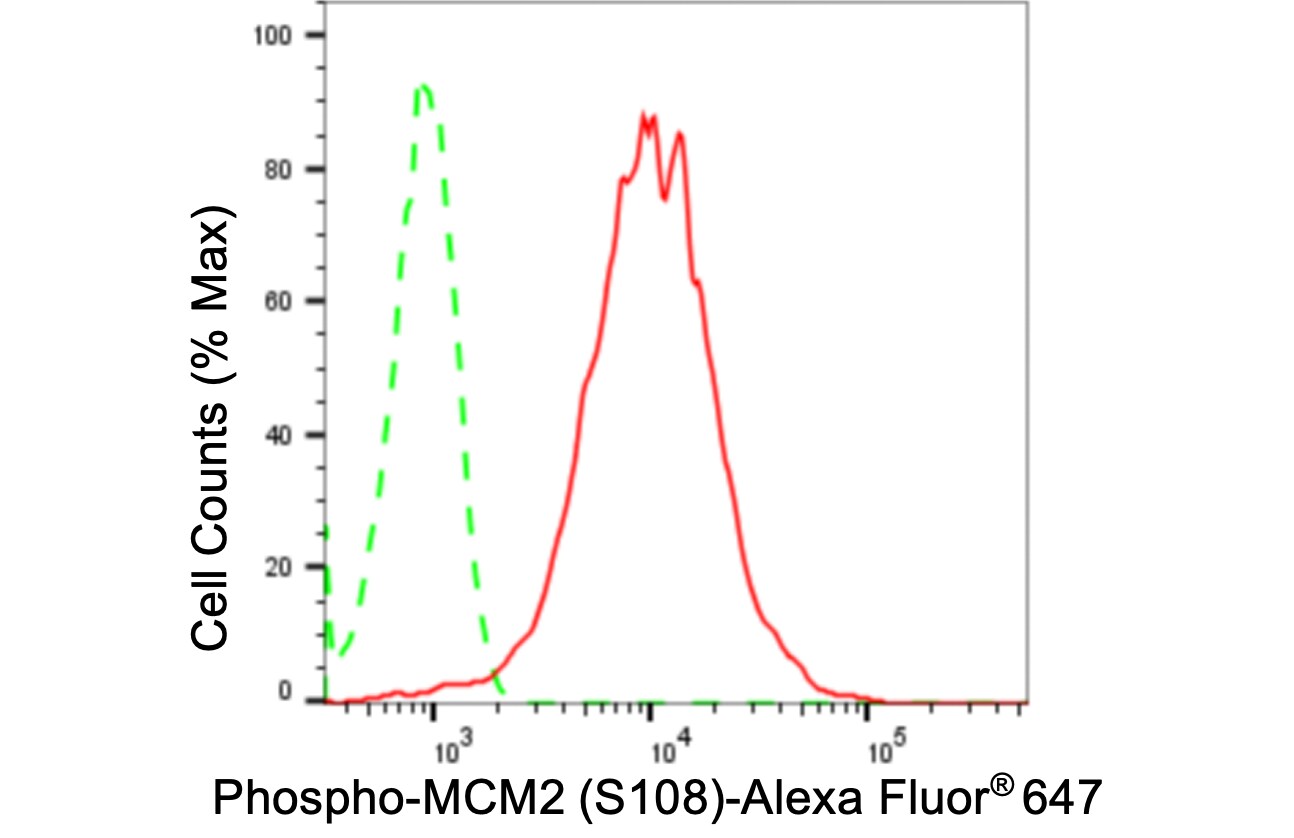 MCM2 [p Ser108] Antibody (24GB5185)