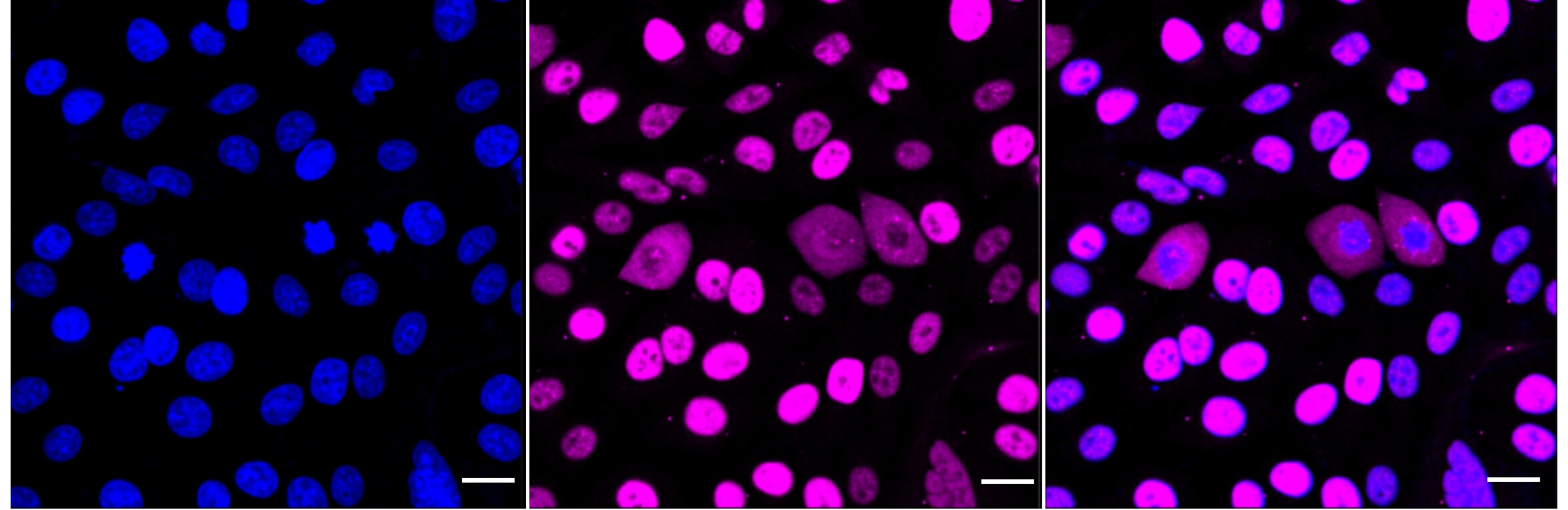 MCM2 [p Ser108] Antibody (24GB5185)