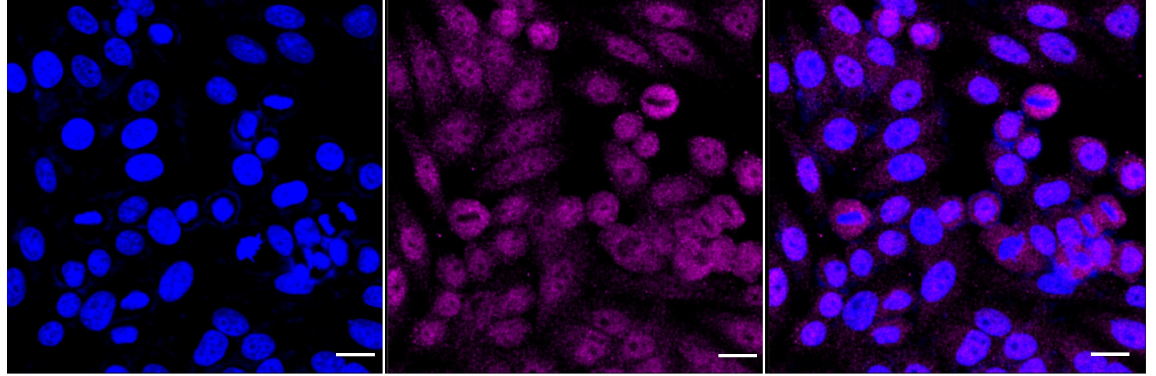 RNF7 Antibody (24GB5200)
