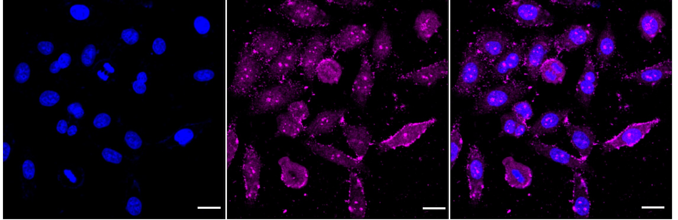 PI 3-Kinase p85 beta Antibody (24GB5210)