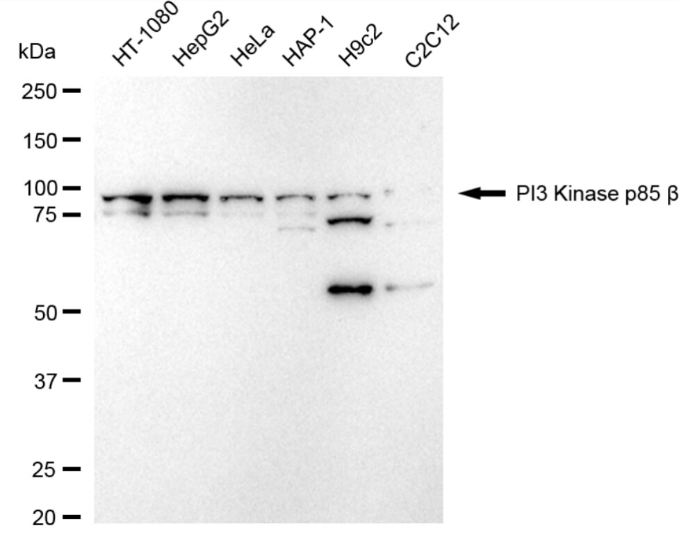 PI 3-Kinase p85 beta Antibody (24GB5210)