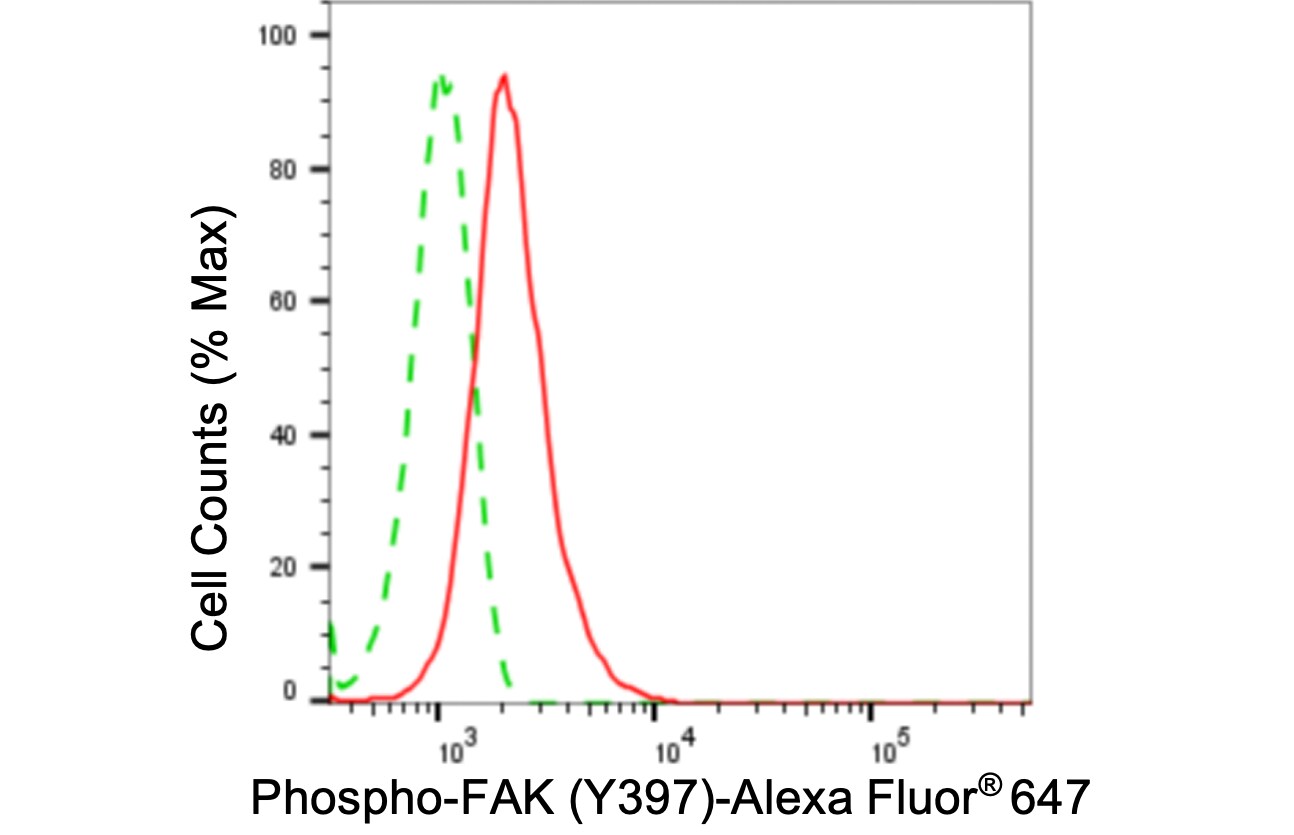 FAK [p Tyr397] Antibody (24GB5215)