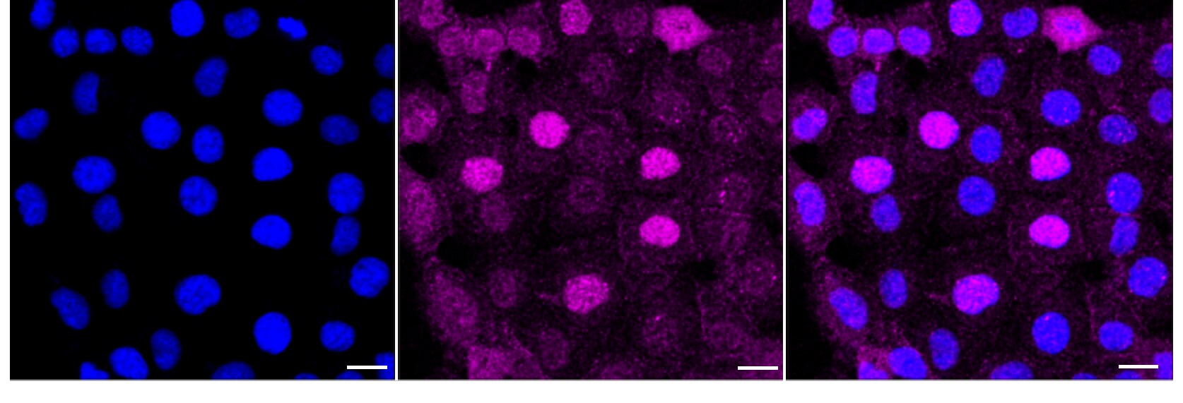 IRE1 [p Ser724] Antibody (24GB5220)