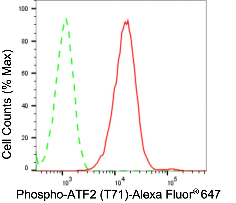ATF2 [p Thr71] Antibody (24GB5225)
