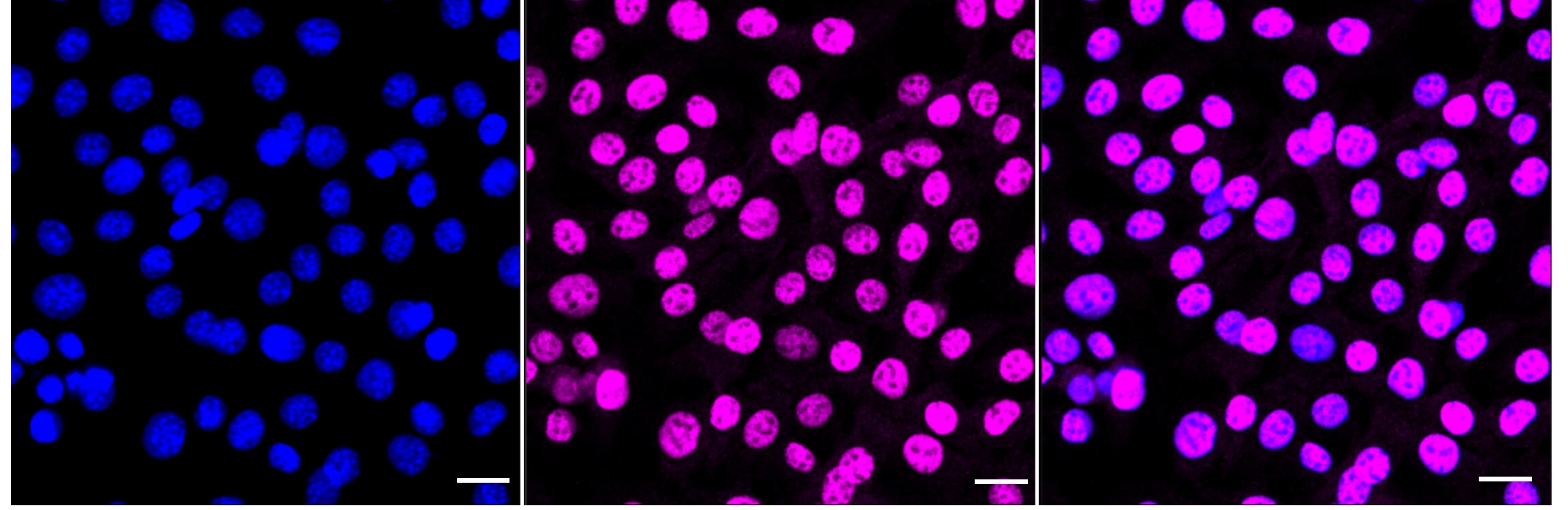 ATF2 [p Thr71] Antibody (24GB5225)