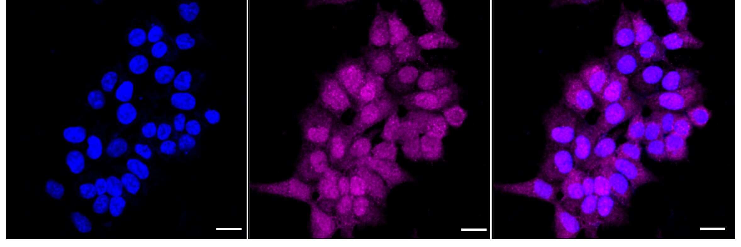 SOCS-2 Antibody (24GB5275)