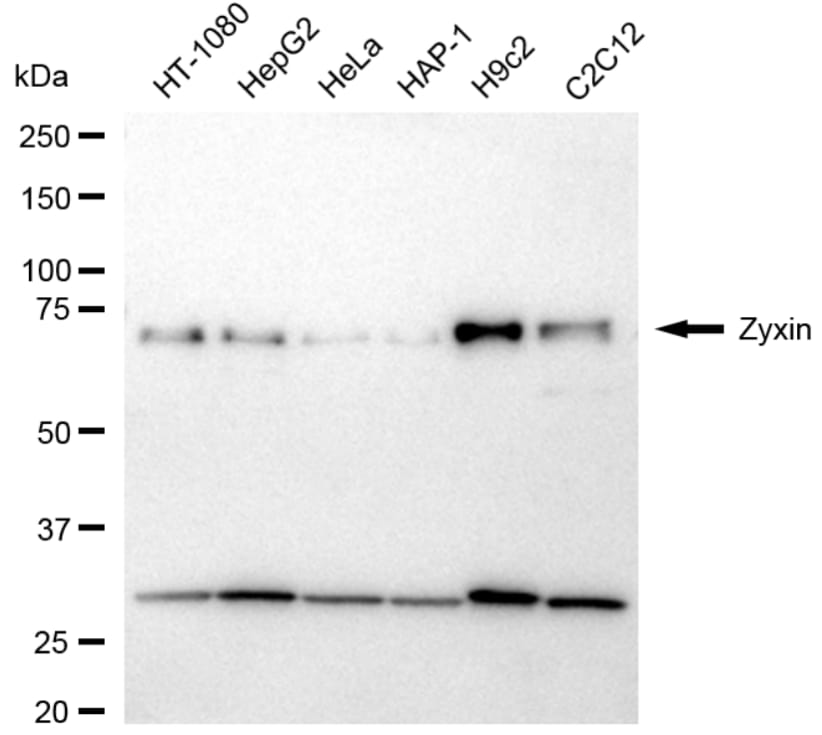 Zyxin Antibody (24GB5290)