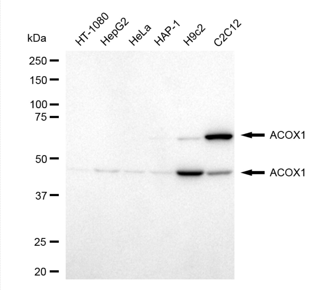 ACOX1 Antibody (24GB5340)