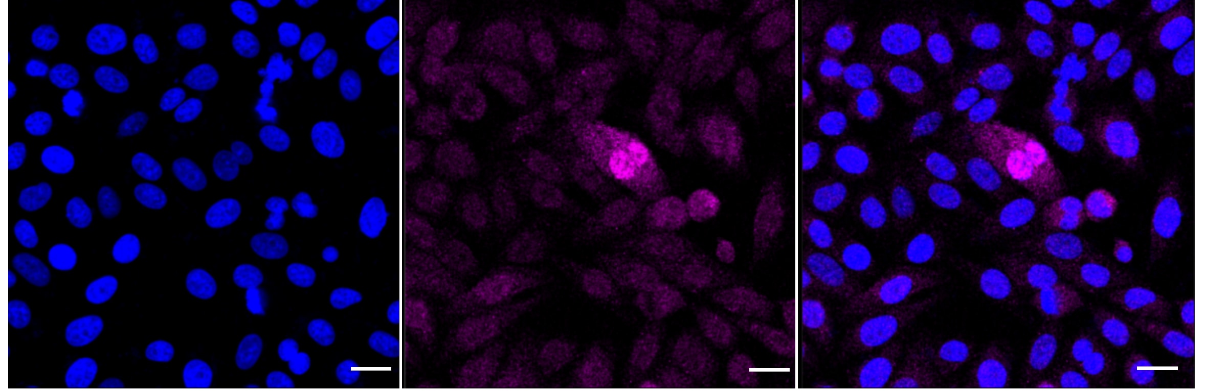 ATF5 Antibody (24GB5345)