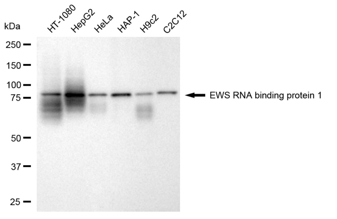 EWSR1 Antibody (24GB5385)