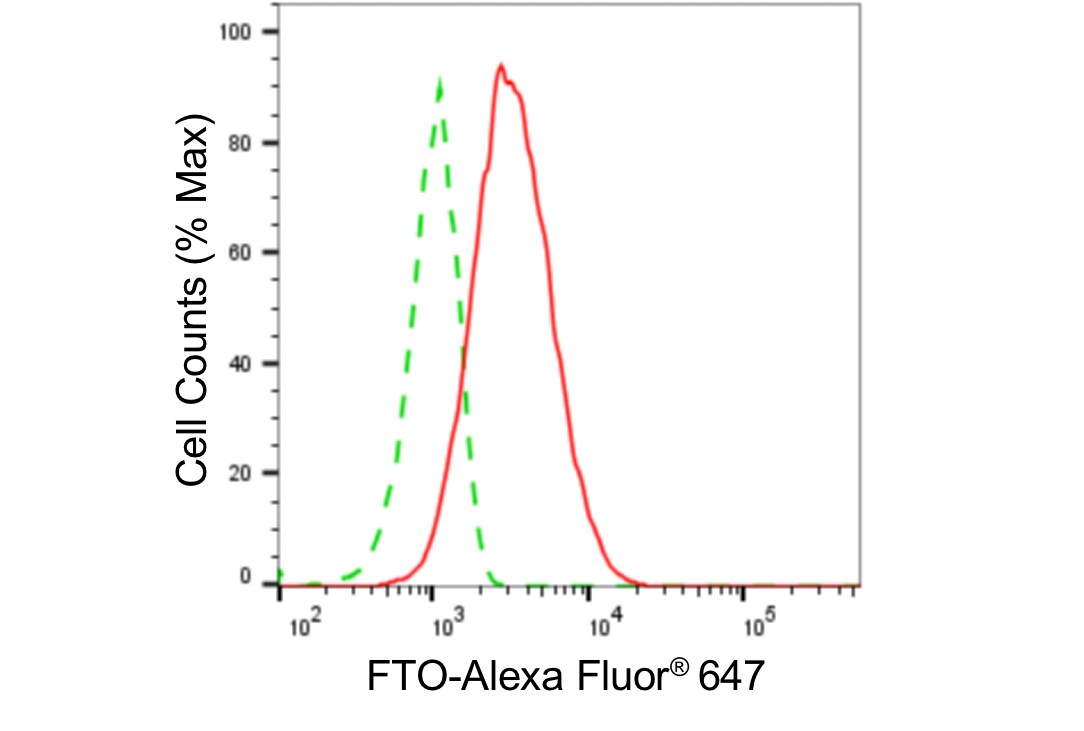 FTO Antibody (24GB5390)