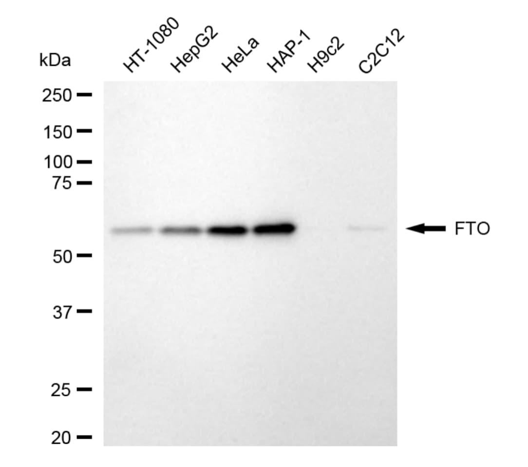 FTO Antibody (24GB5390)