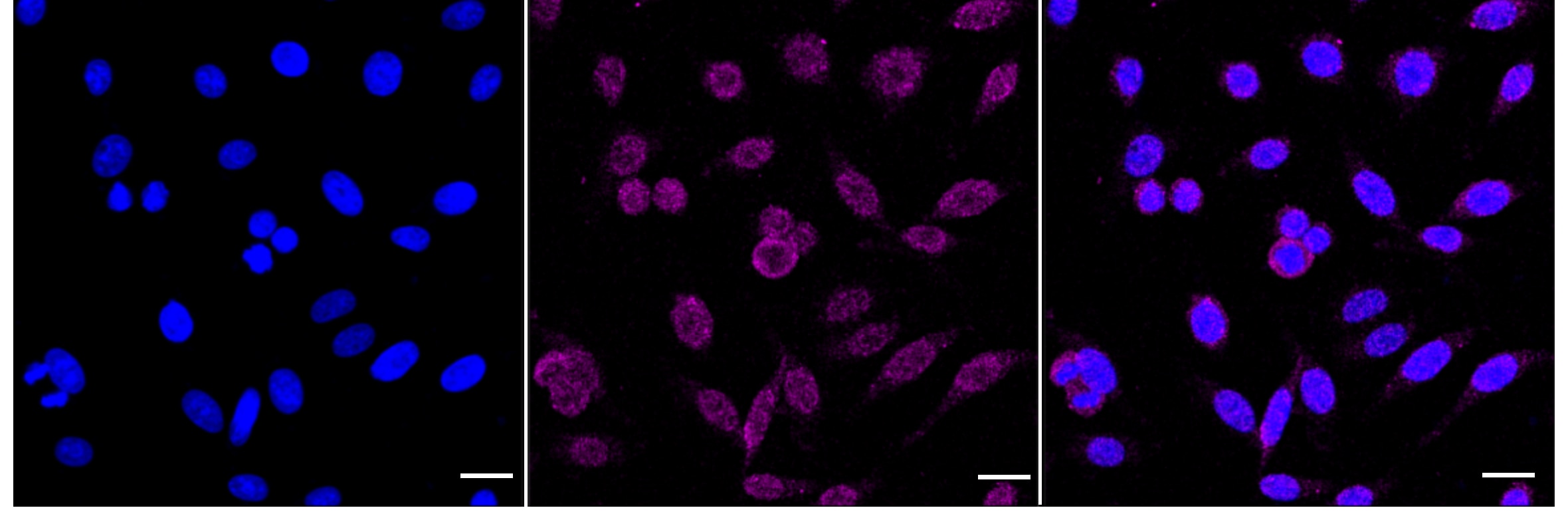 FTO Antibody (24GB5395)