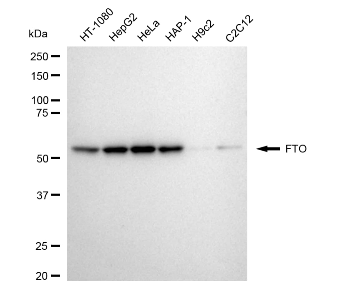 FTO Antibody (24GB5395)