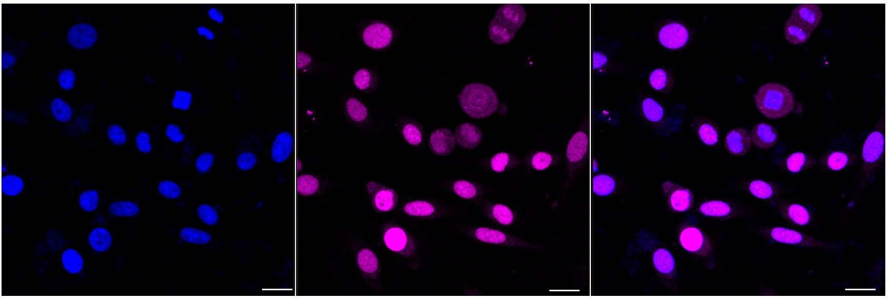 DFF45/ICAD Antibody (24GB5410)