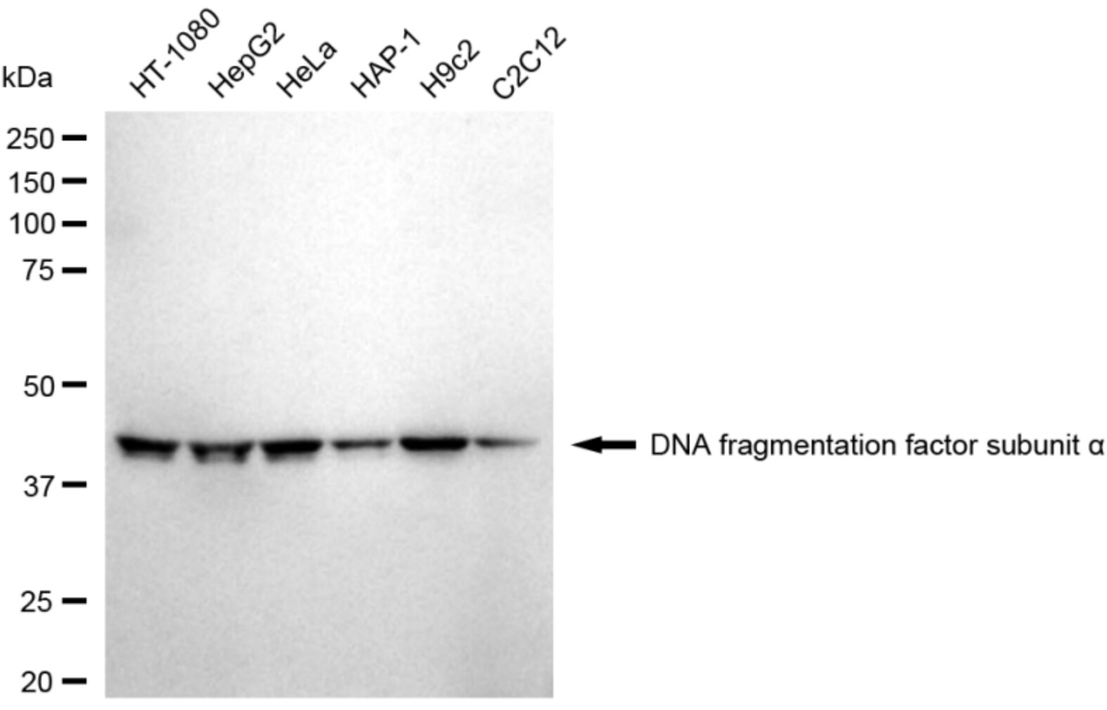 DFF45/ICAD Antibody (24GB5410)