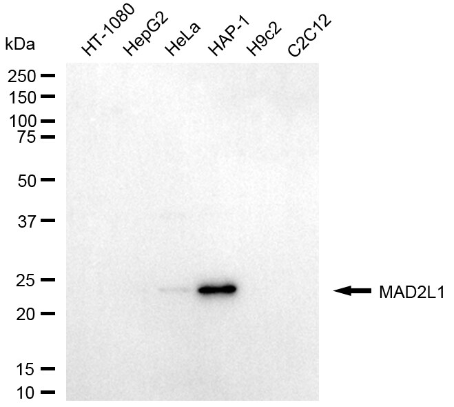 MAD2L1 Antibody (24GB5530)