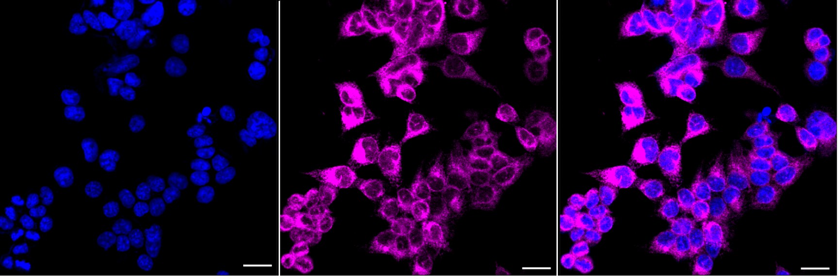 FDFT1 Antibody (24GB5650)
