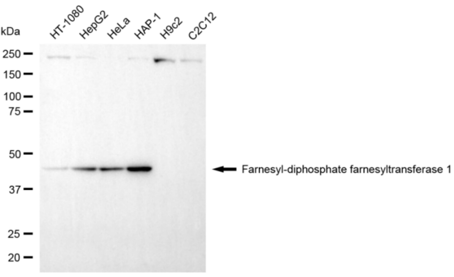 FDFT1 Antibody (24GB5650)