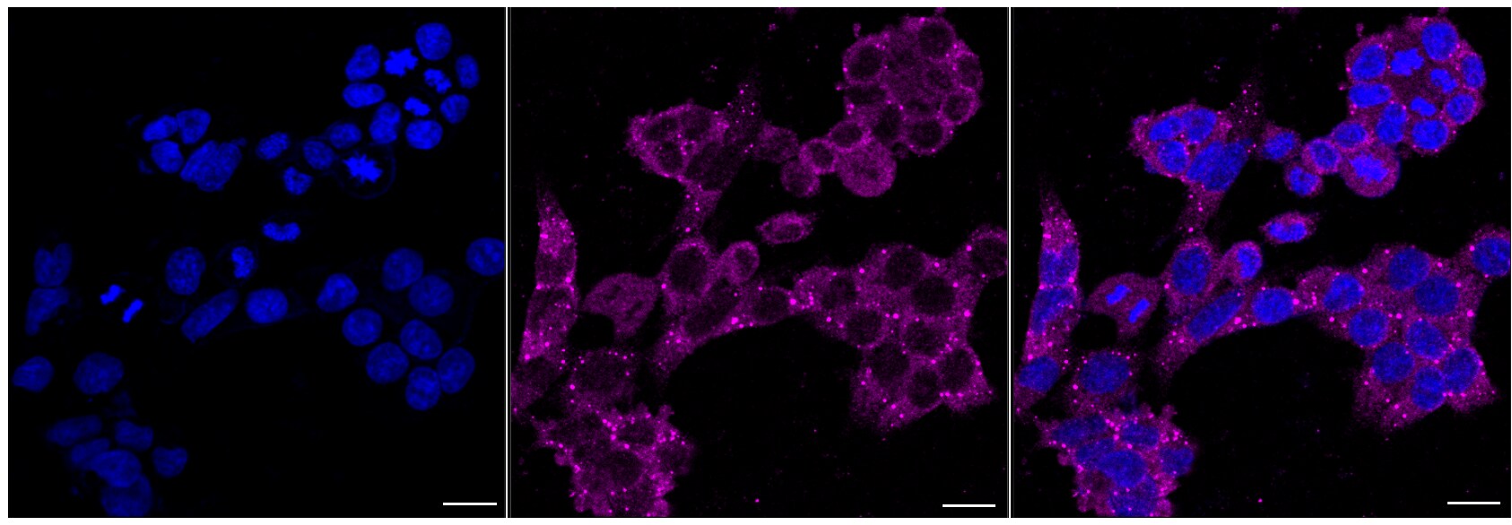 DDX6 Antibody (24GB5810)