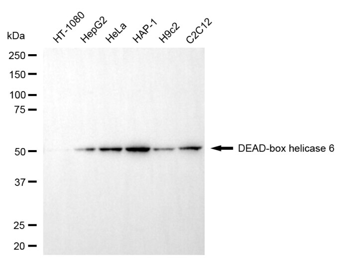 DDX6 Antibody (24GB5810)
