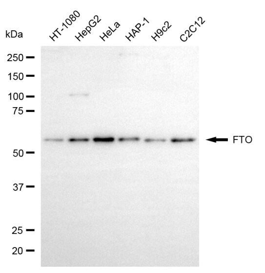 FTO Antibody (24GB5860)