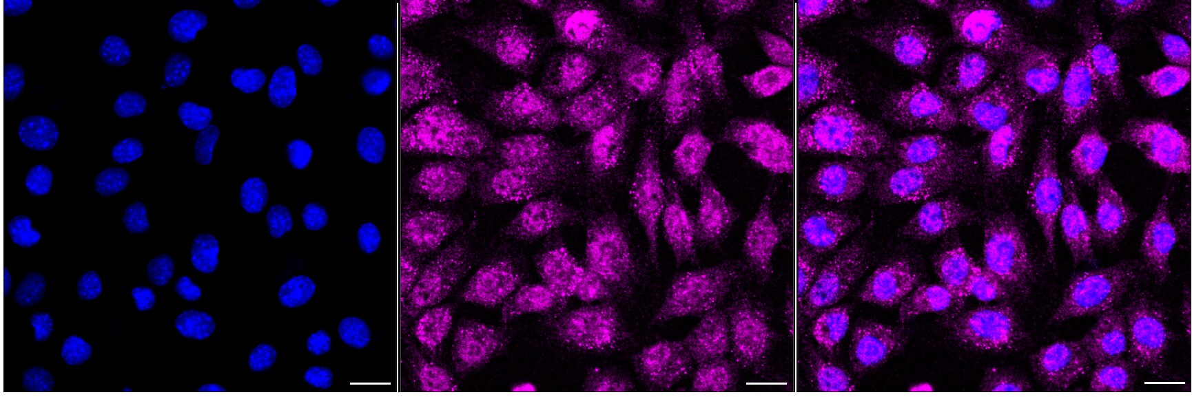 ALDH1L1 Antibody (24GB6265)