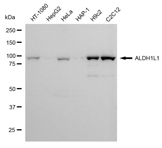 ALDH1L1 Antibody (24GB6265)