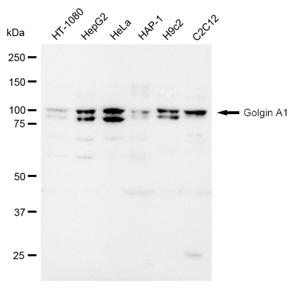 Golgin 97 Antibody (23GB1800)