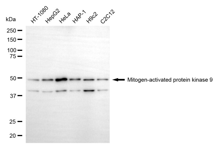 JNK2 Antibody (24GB6515)