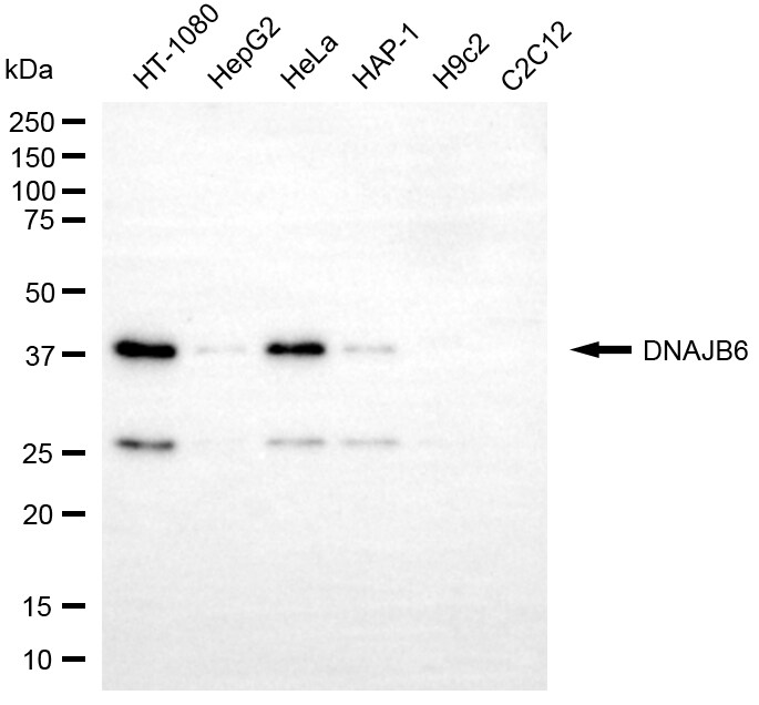 DNAJB6 Antibody (24GB6630)