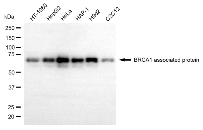 BRAP Antibody (24GB6750)