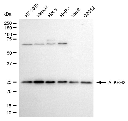 ABH2 Antibody (24GB6800)