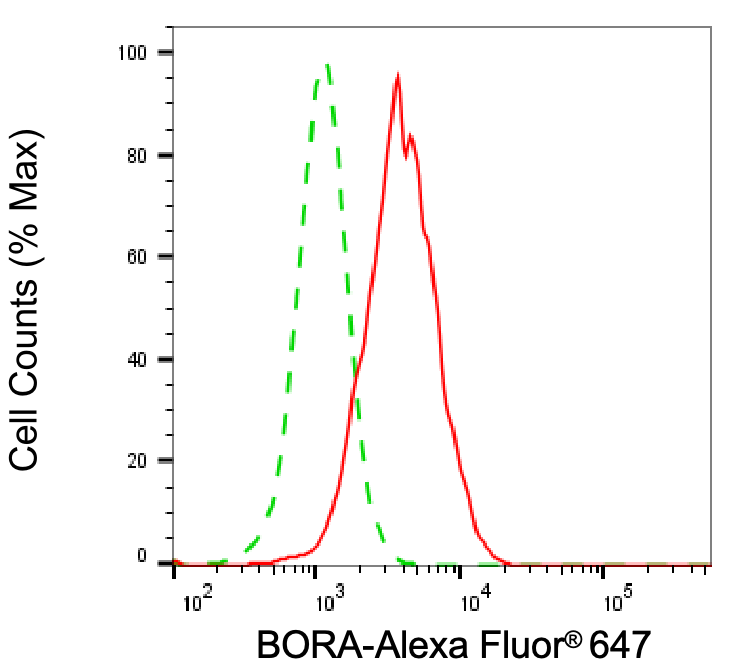 Bora Antibody (24GB6875)