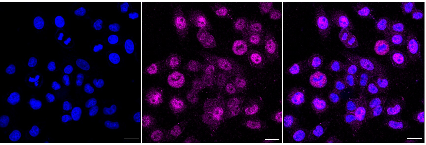 Bora Antibody (24GB6875)