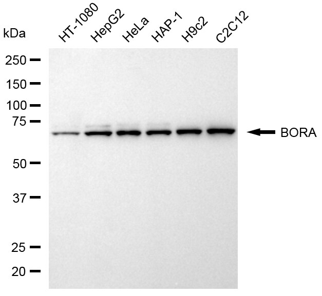 Bora Antibody (24GB6875)