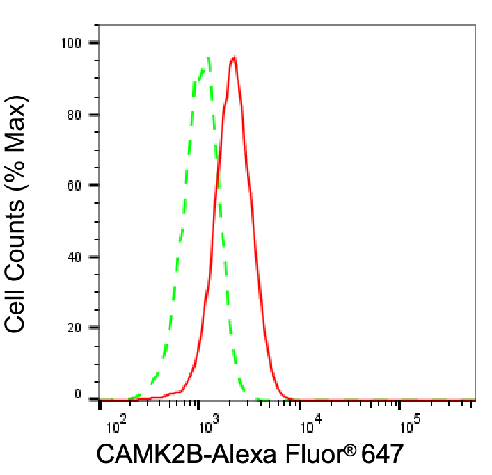 CaMKII beta Antibody (24GB6885)