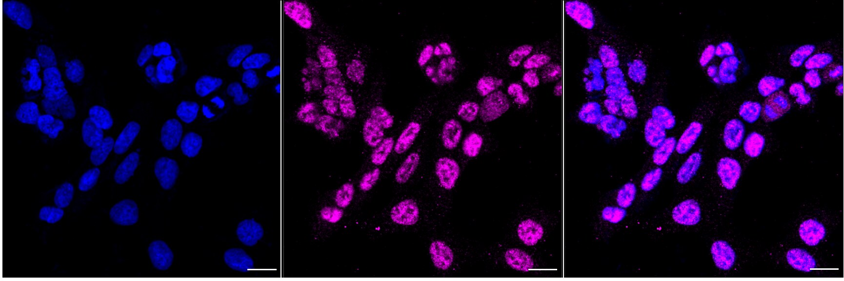 TATA binding protein TBP Antibody (24GB7015)