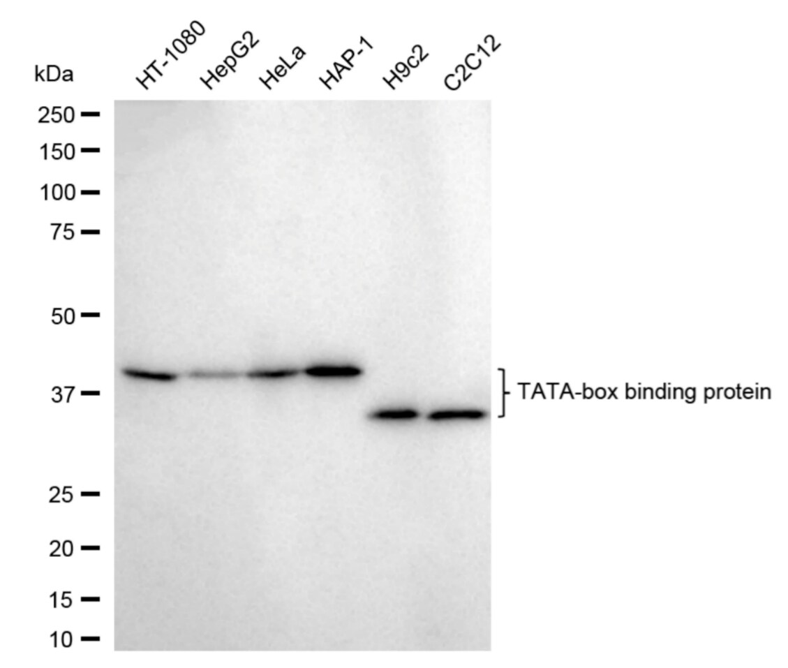TATA binding protein TBP Antibody (24GB7015)