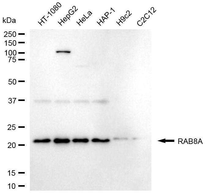 RAB8A Antibody (24GB7040)