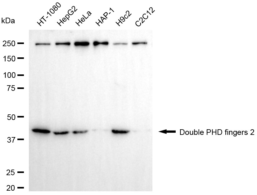 DPF2 Antibody (24GB7215)