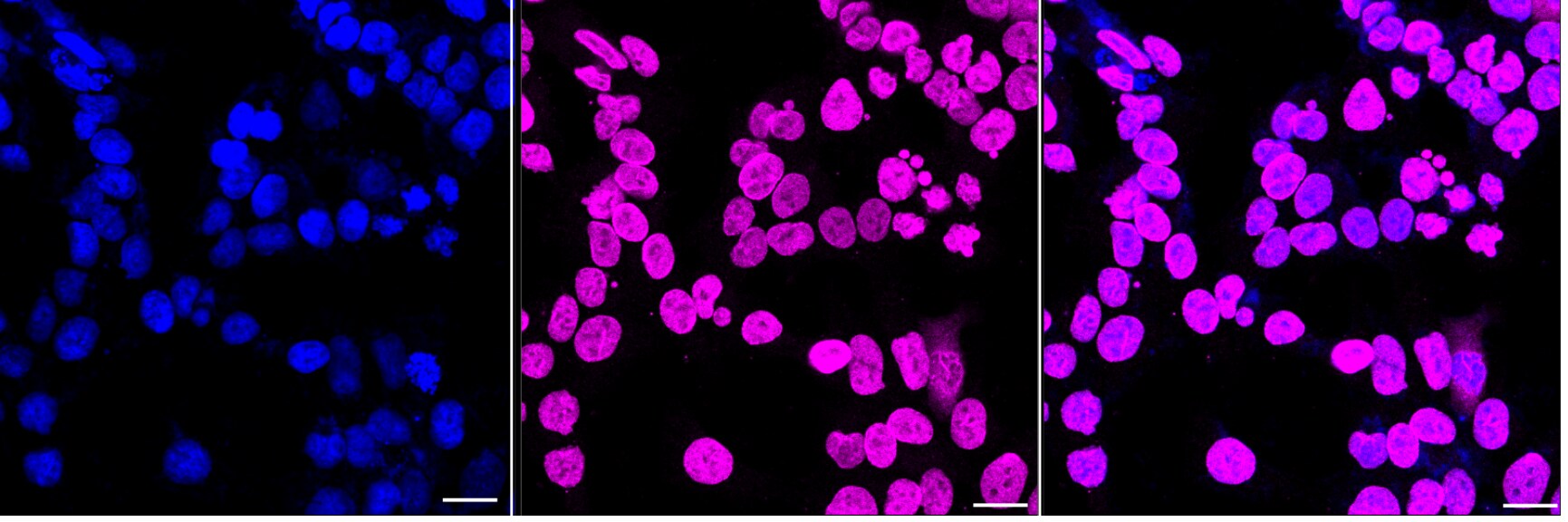 NUP50 Antibody (24GB7240)