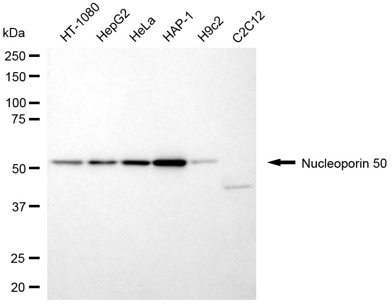 NUP50 Antibody (24GB7240)