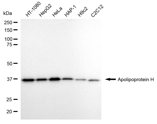 Apolipoprotein H/ApoH Antibody (24GB8015)