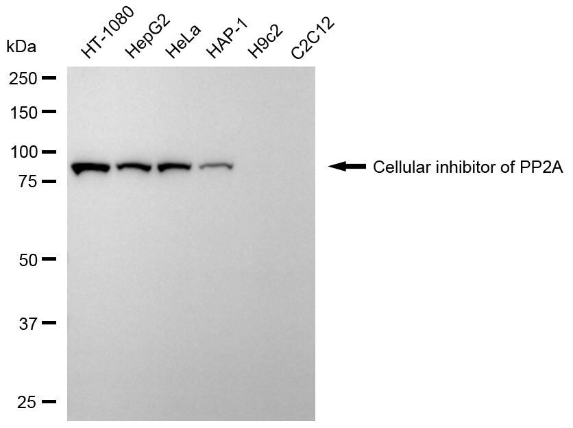 CIP2A Antibody (24GB8025)