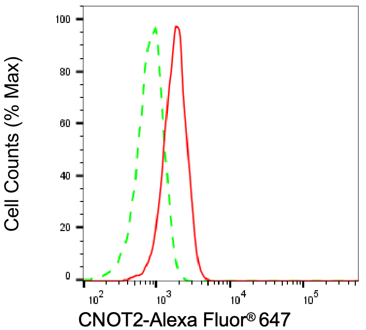 CNOT2 Antibody (24GB8040)
