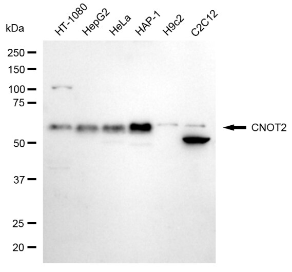 CNOT2 Antibody (24GB8040)