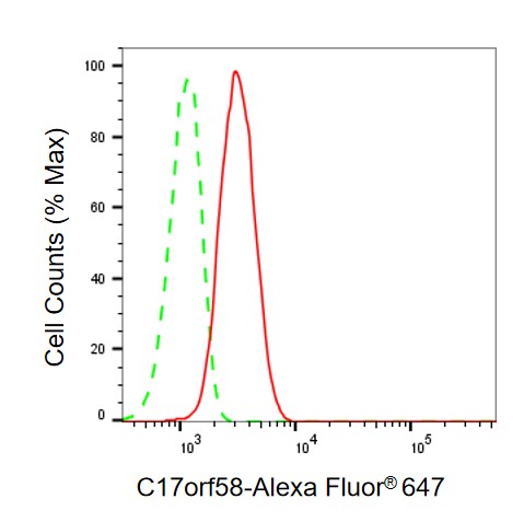 C17orf58 Antibody (24GB8050)