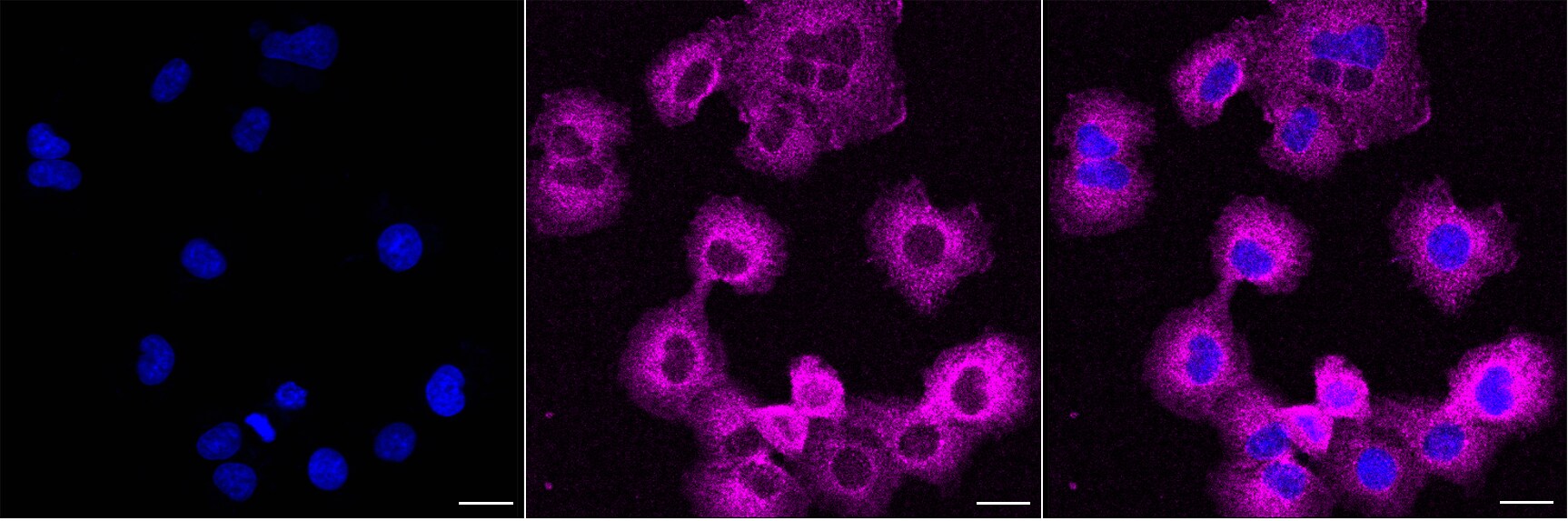 C17orf58 Antibody (24GB8050)