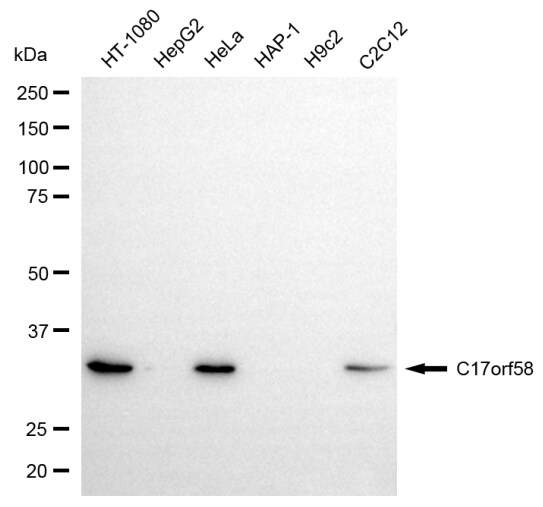 C17orf58 Antibody (24GB8050)